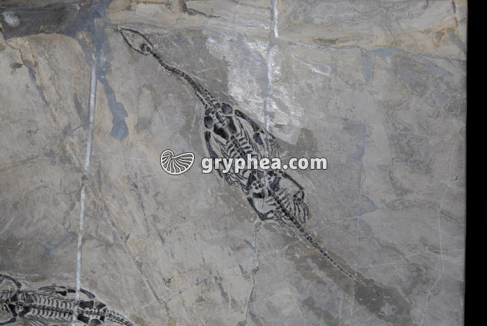 Nothosaure - gryphea.com